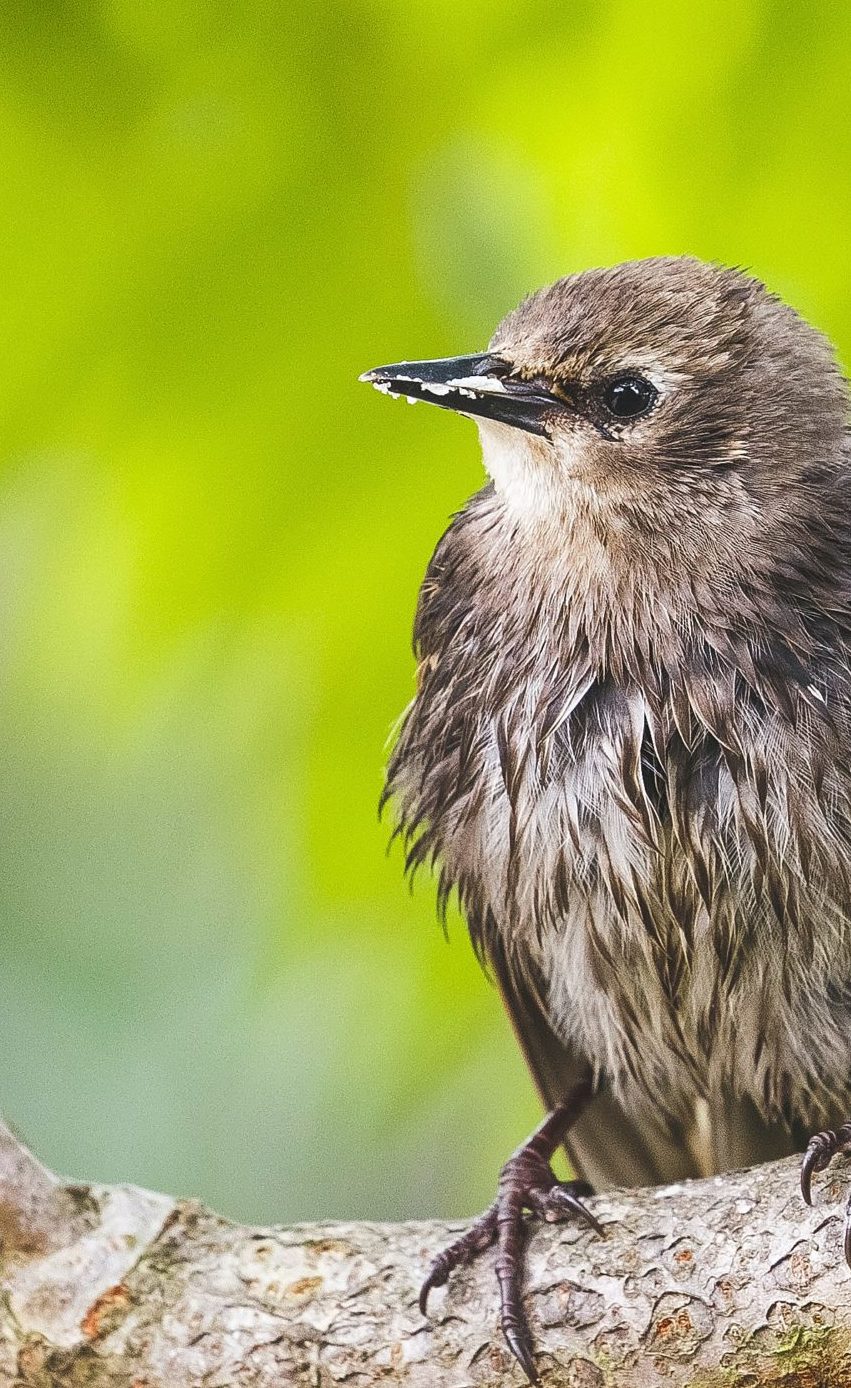 Little bird
